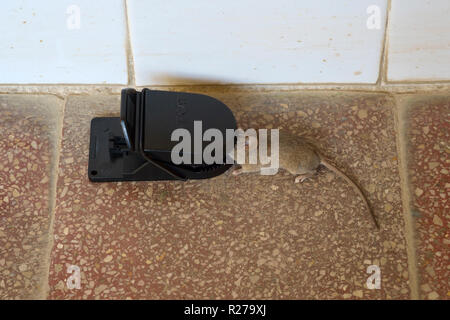 Petite souris pris dans une souricière dans maison rurale dans la région de zala en Hongrie Banque D'Images