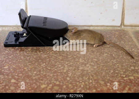 Petite souris pris dans une souricière dans maison rurale dans la région de zala en Hongrie Banque D'Images