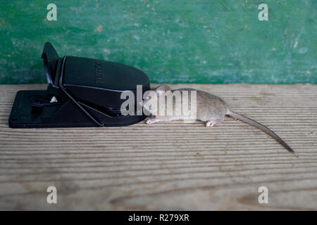 Petite souris pris dans une souricière dans maison rurale dans la région de zala en Hongrie Banque D'Images