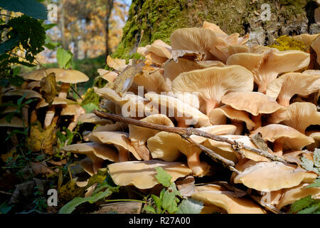 De plus en plus l'Armillaria mellea champignons miel autour d'un arbre mort Hongrie zala county de base Banque D'Images