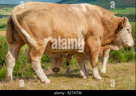 Simmental énorme abri bull petit veau génisse qui se cache derrière elle et en voyant l'appareil photo de dessous dans un pâturage d'été en Ecosse Banque D'Images