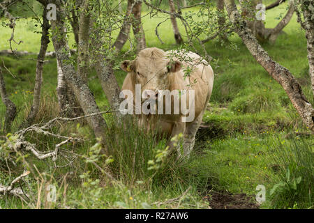 Arbre généalogique gratuit taureau Charolais en pâturage et gamme bio sur forestiers agricoles écossais Banque D'Images