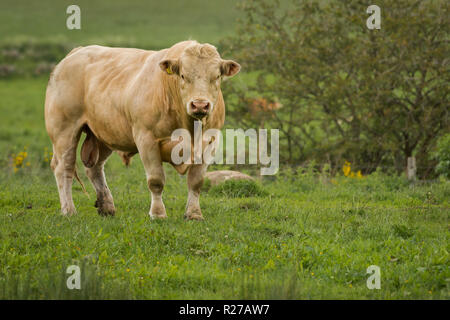 Arbre généalogique gratuit taureau Charolais en pâturage et gamme bio sur forestiers agricoles écossais Banque D'Images