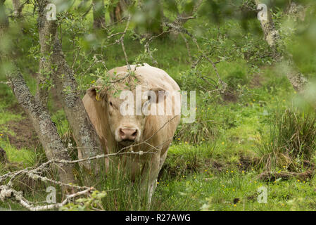 Arbre généalogique gratuit taureau Charolais en pâturage et gamme bio sur forestiers agricoles écossais Banque D'Images