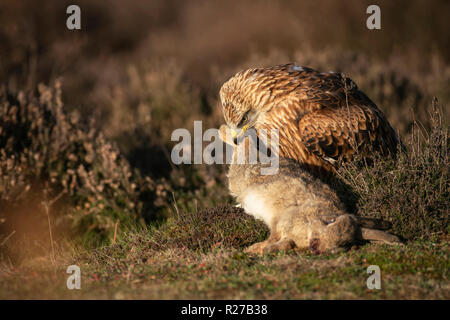 Le milan royal Milvus milvus,,l'automne sur la lande Suffolks, avec proies lapin Banque D'Images