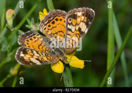 Phyciodes tharos, Pearl Crescent, le lotier corniculé, Lotus corniculatus Banque D'Images