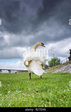 Cygne blanc marche sur l'herbe sur berge sous de sombres nuages Piestany (Slovaquie), Banque D'Images