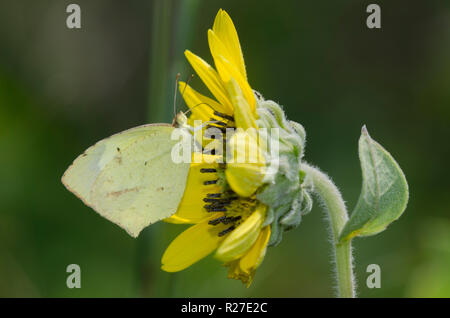 Jaune mexicain, Abaeis mexicana, sur tournesol Maximilian, Helianthus maximiliani Banque D'Images