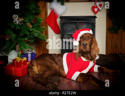 Chien Setter Irlandais rouge dans le calendrier Studio posent à thème Banque D'Images