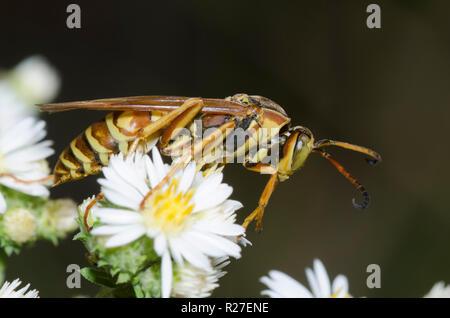 Northern Paper Wasp, Polistes fuscatus, mâle sur l'aster blanc, Symphyotrichum ericoides Banque D'Images