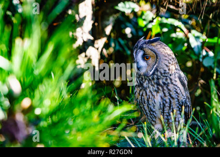 Amos long eared Owl Banque D'Images