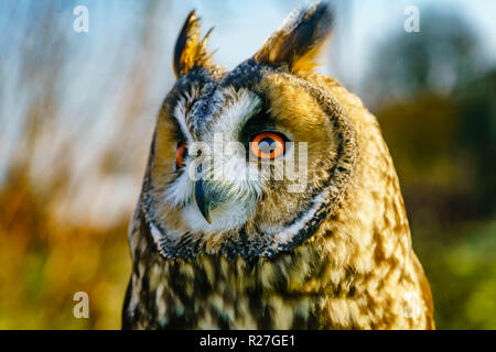 Amos long eared Owl Banque D'Images