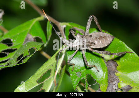 Leaf-footed Bug, Acanthocephala sp., nymphe Banque D'Images