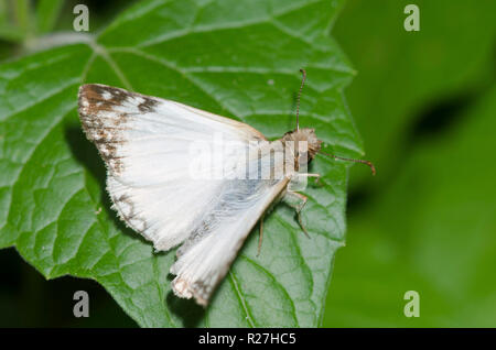 Laviana White-Skipper Heliopetes, laviana, homme Banque D'Images