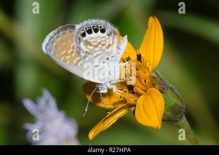 Pygmy-Blue ouest, Brephidium exilis, nectar sur composite jaune Banque D'Images