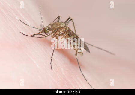 Moustique, Culicidae Famille, femme de mordre la peau de l'homme et obtenir gorgées de sang Banque D'Images