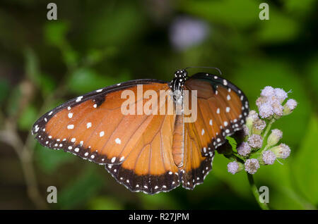 Reine, Danaus gilippus, femme sur mist fleur, Conoclinium sp. Banque D'Images