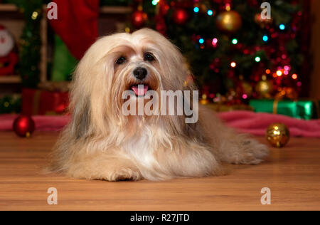 Heureux Bichon Havanais chien est située en face d'un arbre de Noël et looking at camera Banque D'Images