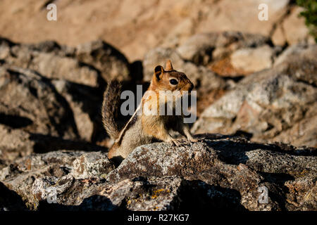 Il s'agit d'une photo d'un tamia, sur les rochers, dans la nature Banque D'Images