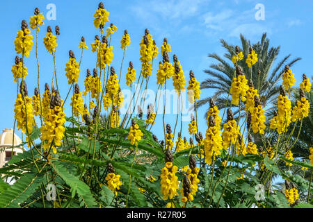 Popcorn Cassia didymobotrya, fleurs de séné didymobotrya arbre candélabre, beurre d'arachide Cassia, floraison jaune de séné africain Banque D'Images