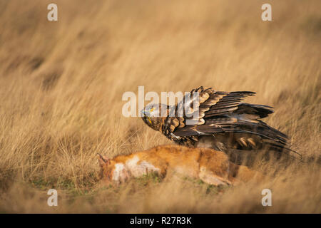 Aigle des steppes Aquila nipalensis, automne, sur les prairies, avec fox proie Banque D'Images