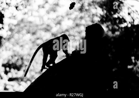 Le noir et blanc deux singes silhouette assis et walki au milieu de la jungle Banque D'Images