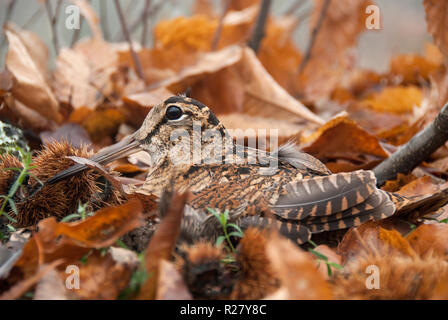 Bécasse des bois Scolopax rusticola, camouflés, parmi les feuilles à l'automne Banque D'Images