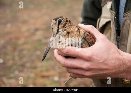 Bécasse des bois Scolopax rusticola,, dans les mains d'un ornithologis Banque D'Images
