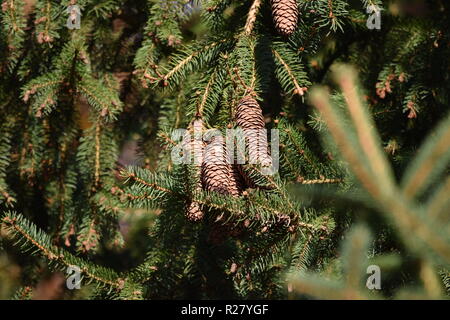 Fir cone ou fruits d'un cône de conifère dans la forêt d'automne situé au pied de la haute forêt dans la campagne de la Sarre Banque D'Images