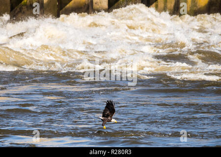 Pygargue à tête blanche adulte volant au-dessus de l'eau avec un poisson juste dans ses griffes au barrage de Conowingo au Maryland Banque D'Images