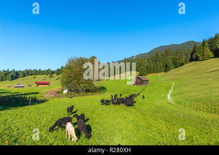 Buckelwiesen ou moraines meadows dans le village de Gerold, Krün, contreforts des Alpes, Upper Bavaria, Bavaria, Germany, Europe du Sud Banque D'Images