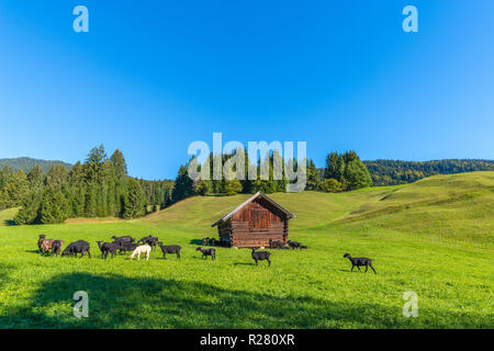 Buckelwiesen ou moraines meadows dans le village de Gerold, Krün, contreforts des Alpes, Upper Bavaria, Bavaria, Germany, Europe du Sud Banque D'Images