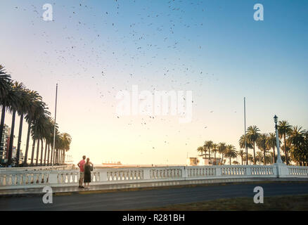 Groupe d'oiseaux volant au-dessus de Estero river au coucher du soleil - Vina del Mar, Chili Banque D'Images