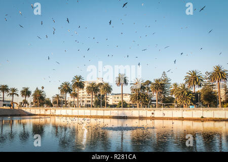 Groupe d'oiseaux volant au-dessus de Estero river au coucher du soleil - Vina del Mar, Chili Banque D'Images