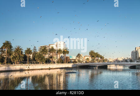 Groupe d'oiseaux volant au-dessus de Estero river au coucher du soleil - Vina del Mar, Chili Banque D'Images