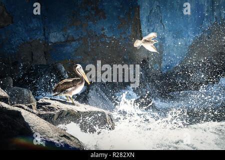 Pélican brun et flying seagull - Vina del Mar, Chili Banque D'Images