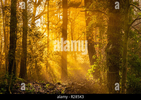 Bowness on Windermere, Lake District, en Angleterre, 17 novembre 2018, l'automne du soleil d'eau à travers les arbres. Credit : Russell Millner/Alamy Live News Banque D'Images