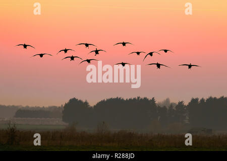 Burscough, Lancashire. Météo britannique. 17 novembre 2018. De soleil colorés & orange ciel de Martin simple réserve d'oiseaux migrateurs comme les canards, oies et cygnes retour vers les milieux humides au perchoir alors que le soleil se couche sur les zones humides. /AlamyLiveNews MediaWorldImages Crédit : Banque D'Images