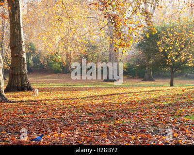 Londres, Royaume-Uni. 17 novembre, 2018. Ce week-end est une excellente occasion d'aller pour une belle promenade dans les parcs et espaces verts de Londres, de profiter du grand, du beau temps et de feuilles aux couleurs automnales. Crédit : Joe Keurig / Alamy Live News Banque D'Images