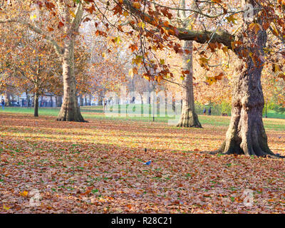 Londres, Royaume-Uni. 17 novembre, 2018. Ce week-end est une excellente occasion d'aller pour une belle promenade dans les parcs et espaces verts de Londres, de profiter du grand, du beau temps et de feuilles aux couleurs automnales. Crédit : Joe Keurig / Alamy Live News Banque D'Images