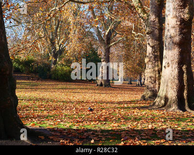 Londres, Royaume-Uni. 17 novembre, 2018. Ce week-end est une excellente occasion d'aller pour une belle promenade dans les parcs et espaces verts de Londres, de profiter du grand, du beau temps et de feuilles aux couleurs automnales. Crédit : Joe Keurig / Alamy Live News Banque D'Images