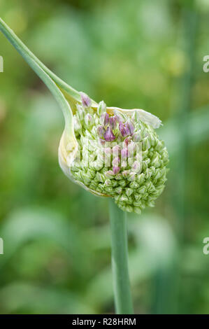 Garlic scape fleur, orientation verticale. Banque D'Images