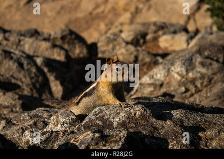 Il s'agit d'une photo d'un tamia, sur les rochers, dans la nature Banque D'Images