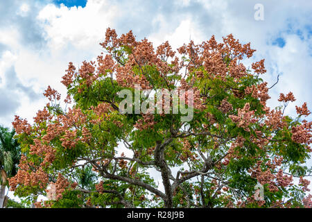 Chinese flame tree (Koelreuteria bipinnata) - Chantiers Davie, Floride, USA Banque D'Images