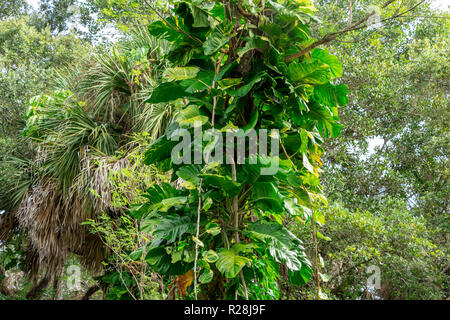 Golden pothos (Epipremnum aureum) vignes dans un arbre - Long Key zone naturelle, Davie, Floride, USA Banque D'Images