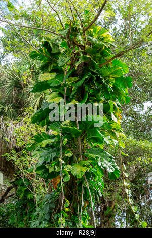 Golden pothos (Epipremnum aureum) vignes dans un arbre - Long Key zone naturelle, Davie, Floride, USA Banque D'Images