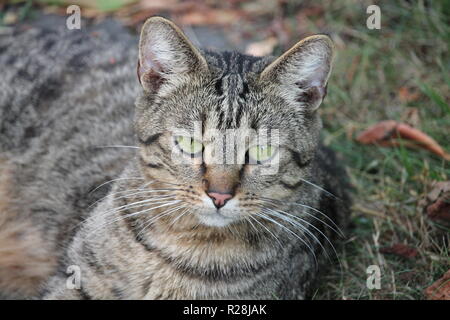 Le chat (Felis catus ou Felis silvestris catus, littéralement "chat des bois'), souvent désigné comme le chat domestique à distinguer d'autres f Banque D'Images
