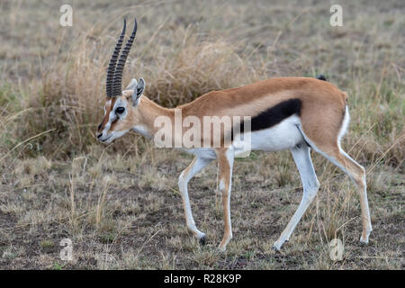 La gazelle de Thomson (Eudorcas thomsonii) au Kenya, Afrique de l'Est Banque D'Images