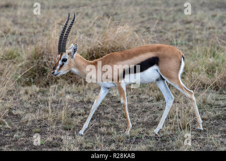 La gazelle de Thomson (Eudorcas thomsonii) au Kenya, Afrique de l'Est Banque D'Images