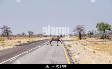 Une antilope rouanne traversant une route en Namibie Banque D'Images